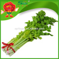 Aipo natural de legumes verdes orgânicos à venda